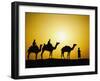 Camels and camel driver silhouetted at sunset, Thar Desert, Jodhpur, India-Adam Jones-Framed Photographic Print