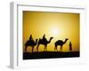 Camels and camel driver silhouetted at sunset, Thar Desert, Jodhpur, India-Adam Jones-Framed Photographic Print