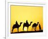 Camels and camel driver silhouetted at sunset, Thar Desert, Jodhpur, India-Adam Jones-Framed Premium Photographic Print