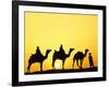 Camels and camel driver silhouetted at sunset, Thar Desert, Jodhpur, India-Adam Jones-Framed Premium Photographic Print