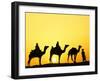 Camels and camel driver silhouetted at sunset, Thar Desert, Jodhpur, India-Adam Jones-Framed Photographic Print