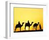 Camels and camel driver silhouetted at sunset, Thar Desert, Jodhpur, India-Adam Jones-Framed Photographic Print