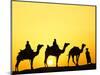 Camels and camel driver silhouetted at sunset, Thar Desert, Jodhpur, India-Adam Jones-Mounted Photographic Print