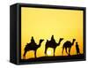 Camels and camel driver silhouetted at sunset, Thar Desert, Jodhpur, India-Adam Jones-Framed Stretched Canvas