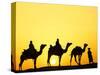 Camels and camel driver silhouetted at sunset, Thar Desert, Jodhpur, India-Adam Jones-Stretched Canvas