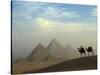 Camels and Driver at the Pyramids Complex, Egypt-Claudia Adams-Stretched Canvas