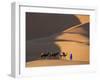 Camels and Dunes, Erg Chebbi, Sahara Desert, Morocco-Peter Adams-Framed Photographic Print