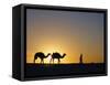 Camels and Guide, Zaafrane, Tunisia, North Africa-David Poole-Framed Stretched Canvas