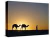 Camels and Guide, Zaafrane, Tunisia, North Africa-David Poole-Stretched Canvas