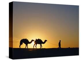 Camels and Guide, Zaafrane, Tunisia, North Africa-David Poole-Stretched Canvas