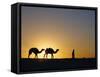 Camels and Guide, Zaafrane, Tunisia, North Africa-David Poole-Framed Stretched Canvas