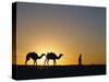 Camels and Guide, Zaafrane, Tunisia, North Africa-David Poole-Stretched Canvas