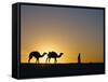 Camels and Guide, Zaafrane, Tunisia, North Africa-David Poole-Framed Stretched Canvas