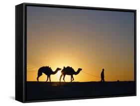 Camels and Guide, Zaafrane, Tunisia, North Africa-David Poole-Framed Stretched Canvas