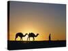 Camels and Guide, Zaafrane, Tunisia, North Africa-David Poole-Stretched Canvas