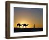 Camels and Guide, Zaafrane, Tunisia, North Africa-David Poole-Framed Photographic Print