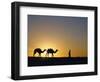 Camels and Guide, Zaafrane, Tunisia, North Africa-David Poole-Framed Photographic Print