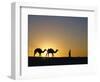 Camels and Guide, Zaafrane, Tunisia, North Africa-David Poole-Framed Photographic Print