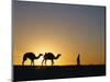 Camels and Guide, Zaafrane, Tunisia, North Africa-David Poole-Mounted Photographic Print