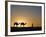 Camels and Guide, Zaafrane, Tunisia, North Africa-David Poole-Framed Photographic Print