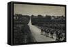 Camels and Orange Groves, Palestine-null-Framed Stretched Canvas