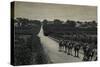 Camels and Orange Groves, Palestine-null-Stretched Canvas