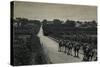 Camels and Orange Groves, Palestine-null-Stretched Canvas