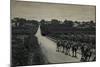 Camels and Orange Groves, Palestine-null-Mounted Photographic Print