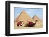 Camels and Pyramids Giza Egypt-null-Framed Art Print