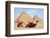 Camels and Pyramids Giza Egypt-null-Framed Art Print