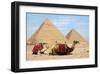 Camels and Pyramids Giza Egypt-null-Framed Art Print