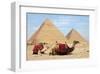 Camels and Pyramids Giza Egypt-null-Framed Art Print