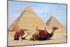 Camels and Pyramids Giza Egypt-null-Mounted Art Print
