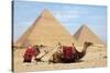 Camels and Pyramids Giza Egypt-null-Stretched Canvas