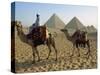 Camels and Rider at the Giza Pyramids, UNESCO World Heritage Site, Giza, Cairo, Egypt-Dominic Harcourt-webster-Stretched Canvas