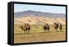 Camels and sand dunes of Gobi desert in the background, Sevrei district, South Gobi province, Mongo-Francesco Vaninetti-Framed Stretched Canvas