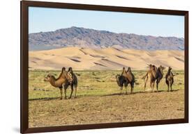 Camels and sand dunes of Gobi desert in the background, Sevrei district, South Gobi province, Mongo-Francesco Vaninetti-Framed Photographic Print