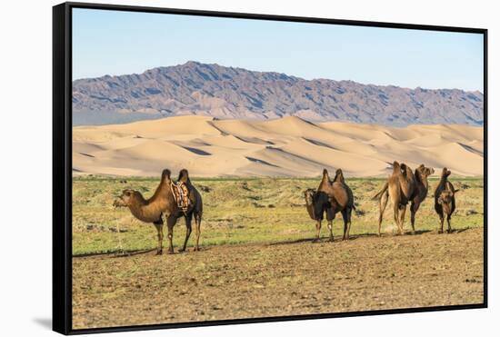 Camels and sand dunes of Gobi desert in the background, Sevrei district, South Gobi province, Mongo-Francesco Vaninetti-Framed Stretched Canvas