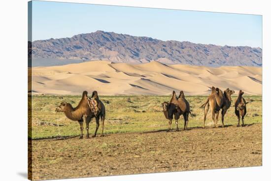 Camels and sand dunes of Gobi desert in the background, Sevrei district, South Gobi province, Mongo-Francesco Vaninetti-Stretched Canvas