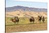 Camels and sand dunes of Gobi desert in the background, Sevrei district, South Gobi province, Mongo-Francesco Vaninetti-Stretched Canvas