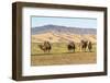 Camels and sand dunes of Gobi desert in the background, Sevrei district, South Gobi province, Mongo-Francesco Vaninetti-Framed Photographic Print