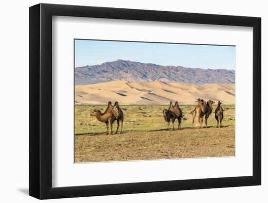 Camels and sand dunes of Gobi desert in the background, Sevrei district, South Gobi province, Mongo-Francesco Vaninetti-Framed Photographic Print