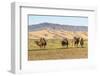 Camels and sand dunes of Gobi desert in the background, Sevrei district, South Gobi province, Mongo-Francesco Vaninetti-Framed Photographic Print