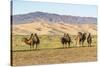 Camels and sand dunes of Gobi desert in the background, Sevrei district, South Gobi province, Mongo-Francesco Vaninetti-Stretched Canvas