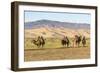 Camels and sand dunes of Gobi desert in the background, Sevrei district, South Gobi province, Mongo-Francesco Vaninetti-Framed Photographic Print