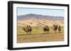 Camels and sand dunes of Gobi desert in the background, Sevrei district, South Gobi province, Mongo-Francesco Vaninetti-Framed Photographic Print