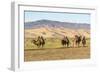 Camels and sand dunes of Gobi desert in the background, Sevrei district, South Gobi province, Mongo-Francesco Vaninetti-Framed Photographic Print