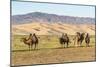 Camels and sand dunes of Gobi desert in the background, Sevrei district, South Gobi province, Mongo-Francesco Vaninetti-Mounted Photographic Print