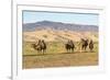 Camels and sand dunes of Gobi desert in the background, Sevrei district, South Gobi province, Mongo-Francesco Vaninetti-Framed Photographic Print