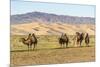 Camels and sand dunes of Gobi desert in the background, Sevrei district, South Gobi province, Mongo-Francesco Vaninetti-Mounted Photographic Print